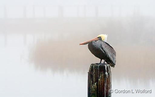 Pelican Perched In Fog_32345.jpg - Brown Pelican (Pelecanus occidentalis) photographed along the Gulf coast near Port Lavaca, Texas, USA.